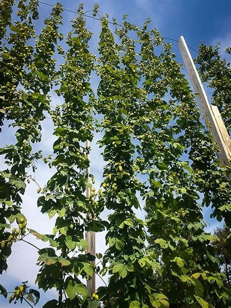 Cascade Hops Plant | Hops plant, Plants, Climbing plants