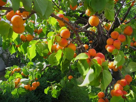 Apricots are known as - "Moons of the Faithful" - Healthyliving from ...