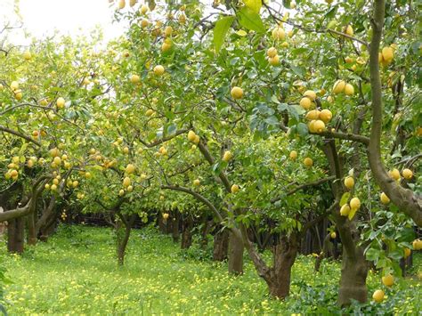 Lemon Trees for Sale - Buying & Growing Guide - Trees.com