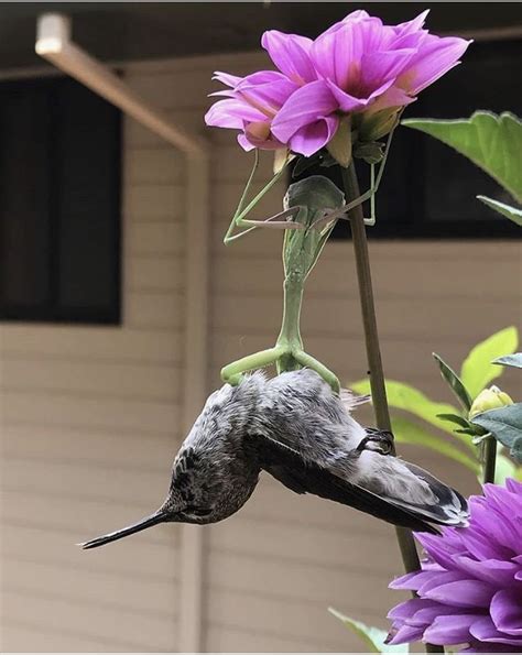 Praying Mantis eating a Hummingbird! | Picaflores, Instagram, Animales