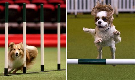 Crufts 2018: Enchanting footage shows the remarkable agility to be expected | Nature | News ...