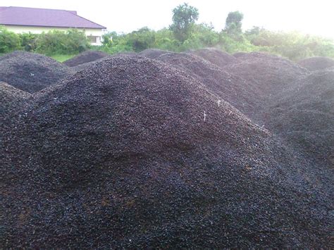 Palm Kernel Shell Manufacturer, Supplier & Exporter - ecplaza.net