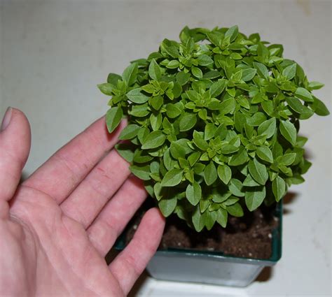 BA Farm Blog: Basil Varieties