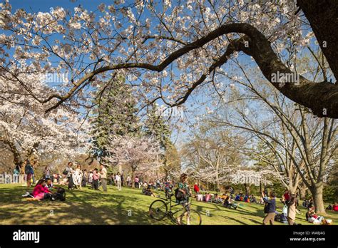 High Park Cherry Blossoms Stock Photo - Alamy