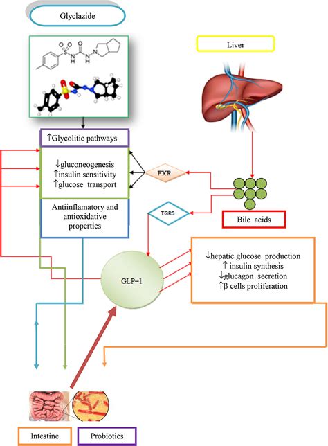 Frontiers | Bile Acid Synthesis: From Nature to the Chemical ...