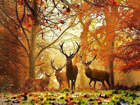 Fall Hunting Wallpapers - Top Free Fall Hunting Backgrounds - WallpaperAccess