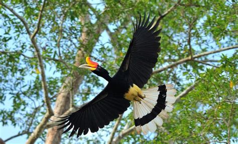 The Rhinoceros Hornbill Facts