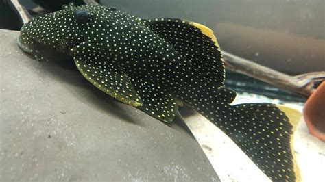 The gold nugget pleco ~ Baryancistrus xanthellus - YouTube