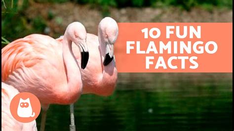 10 FUN FACTS About FLAMINGOS That May Surprise You 🦩😯 – Pet News Live