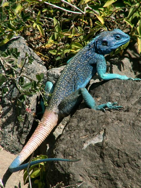 Lizard, Animal photo, Blue lizard