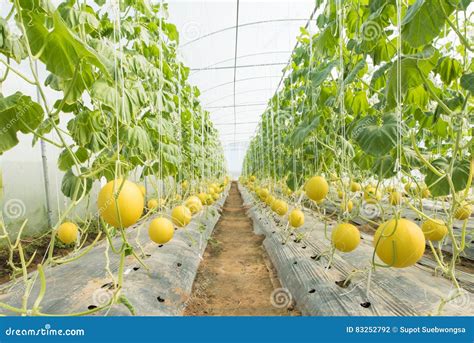 Melon farming stock photo. Image of produce, cantaloupe - 83252792