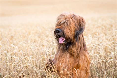 Briard: Dog Breed Characteristics & Care