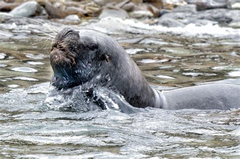 Bull Sea Lion by johndelalande - VIEWBUG.com