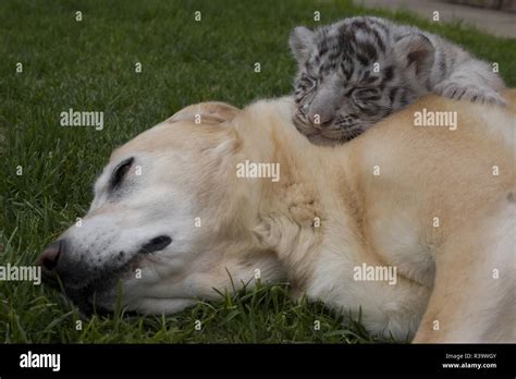 White tiger cubs Stock Photo - Alamy