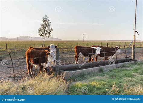 Polled Hereford Calves in a Trough. Stock Photo - Image of farming ...