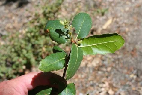 3 Florida Native Oak Tree Sapling LIVE PLANT SEEDLING - Etsy