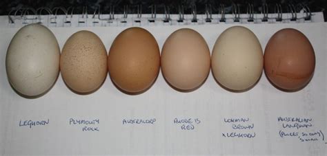 Leghorn, Plymouth Rock, Australorp, Rhode Island Red, etc., eggs ...