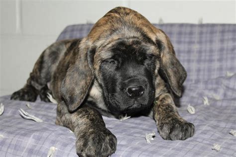 American Mastiff Puppies For Sale | Sugarcreek, OH #99959