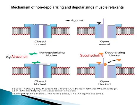 PPT - Skeletal muscle relaxants PowerPoint Presentation - ID:1933692