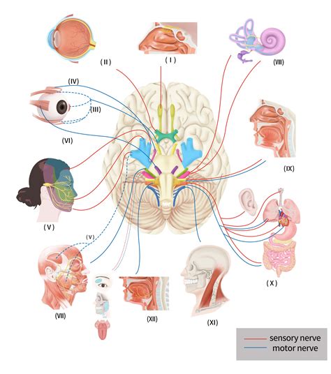 12가지 뇌신경 (12 Cranial Nerves) : 네이버 블로그