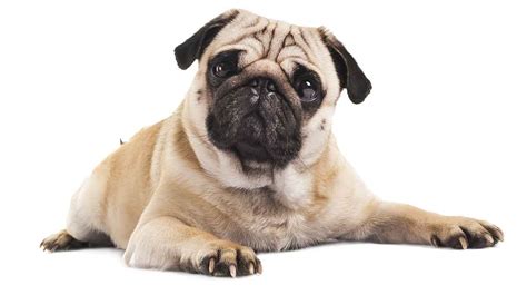 22 Pug Facts - How Well Do You Really Know Your Favorite Dog? - The ...