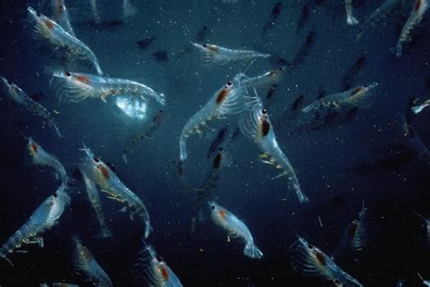 THE KRILL PARADOX: The Interplay Of Culture And Value In Business Agility - XploreAgile