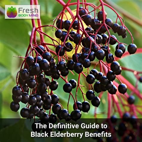 The Definitive Guide to Black Elderberry Benefits | Fresh Body Mind