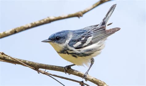 Cerulean Warbler : Minnesota Breeding Bird Atlas