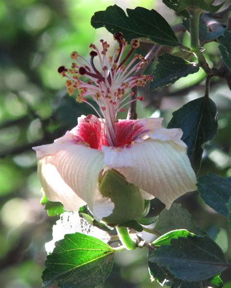 Philip Island Hibiscus (Hibiscus insularis) Found only on Philip Island where the entire ...