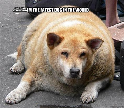 Fat dog memes | quickmeme