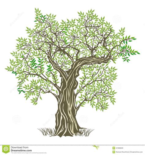 tree image graphic - Google Search | Tree illustration, Tree drawing, Olive tree tattoos