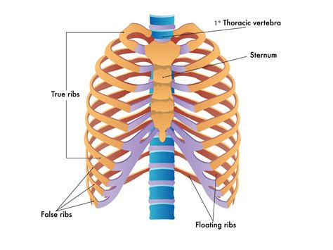 My Ribs Are Sore Under My Breast at Ramon Greene blog