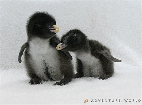 Baby Rockhopper Penguin