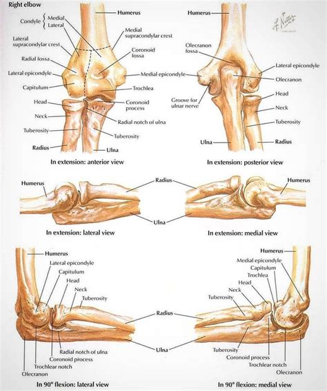 ELBOW ANATOMY💪🦴 The elbow joint is a hinge that allows extension and ...