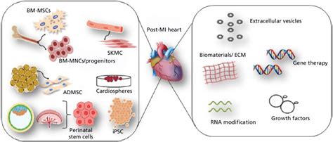 3 Cell-based and cell-free approach for cardiac regeneration: In... | Download Scientific Diagram