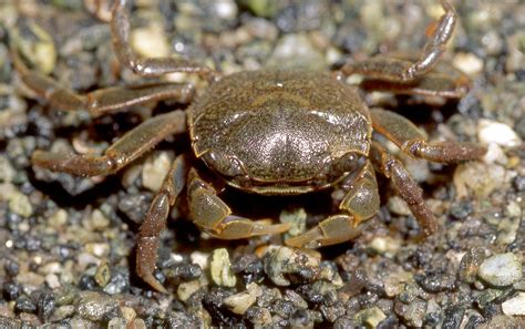 Photos of mud, shore and stream crabs - Family Varunidae