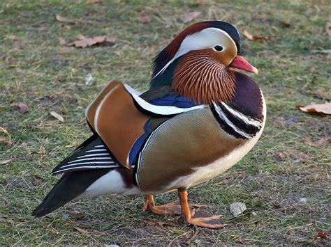 Mandarin duck (Aix galericulata)