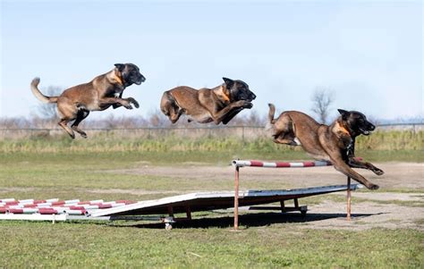 Premium Photo | Training of belgian shepherd