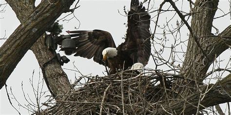 Decorah eagle cam shows off Iowa's celebs