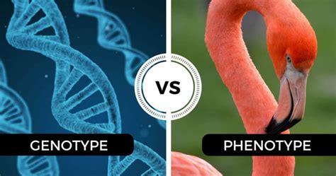 The 8 differences between genotype and phenotype | 【 2024