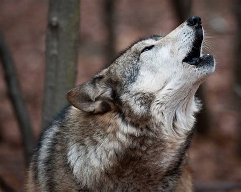 Royalty Free Howling Wolf Pictures, Images and Stock Photos - iStock