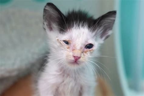 Sick kitten makes incredible transformation by "being a fighter"