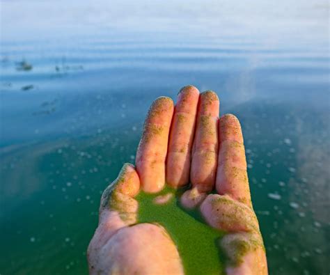 What Is Blue-green Algae and Why Does It Matter?