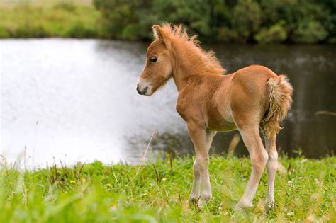 Darling foal, baby falabella horse by Nika Petrova on 500px | Horses ...