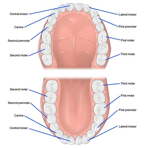 Different Types of Teeth | Quality Dental Care | Omaha, NE