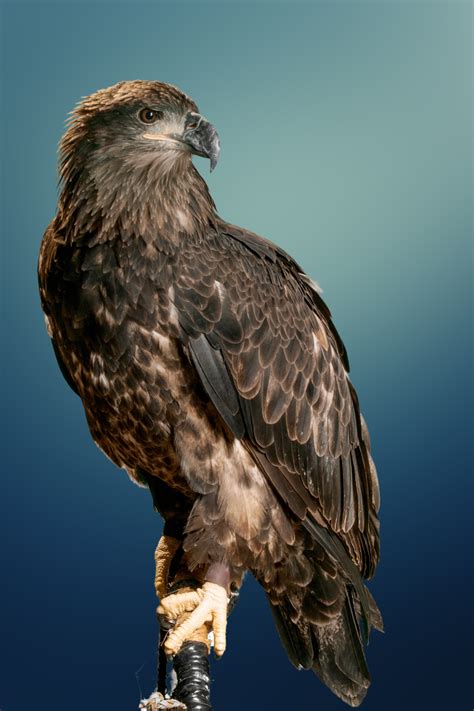 Lutsen | The Raptor Center