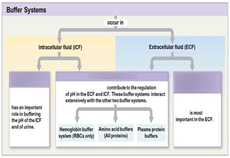 27-5 Buffer Systems Diagram | Quizlet