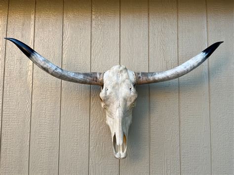 Longhorn Steer Skull With 4 FEET 3 1/2 Inch Wide - Etsy