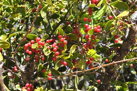 Red-berried Mistletoe - Viscum cruciatum | Wild Flowers of Andalucía | Andalucía.com