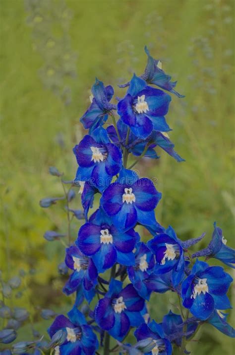 Delphinium Blue Flowers stock image. Image of petal - 140003311